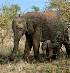 baby olifant in Kruger NP